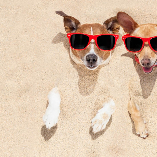 twee hondjes in het zand