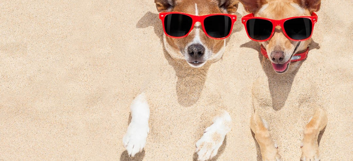 twee hondjes in het zand